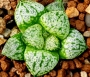 Хавортия (Haworthia picta Pandora Ohkubo strain ハオルチア　大久保　パンドラ*ドム型白窓*)